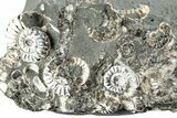 Ammonite (Promicroceras) Cluster - Marston Magna, England #282032-1